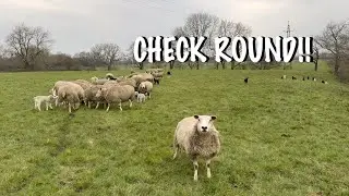 QUICK CHECK ROUND & MORE LAMBS OUT!!