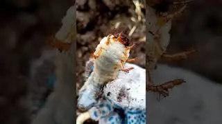 Как выглядит личинка майского жука. Безобидная милашка 😜