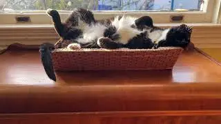 Cat doing Cat Things - “Whiskers”
