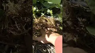 Bon printemps à tous ! c est parti avec les patates !