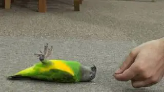 Kili Senegal Parrot - Dead Parrot or Just A Trick?