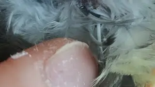 Rolling Cincin's pinfeathers