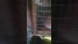 кролики #дача #дом #дачныйдомик #огород #кролики