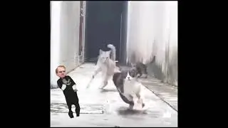 Ninja cat 🕶️