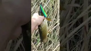 голые девушки