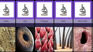 Human Body Under the Microscope • Our Organs Look Like Under a Microscope #microscope #comparision