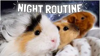 Guinea Pig Nightly Routine! 🌙🕖