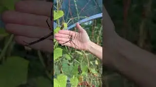 I love seeing my pet spider, Rufus, in my garden! #gardening #homesteading #farmlife