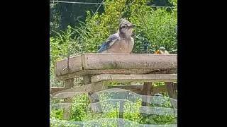Bluejay At The Picnic Table Feeder