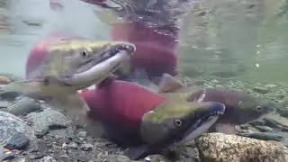 Последние дни лосося