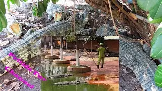 How to kick away a big crocodile by a broom ?