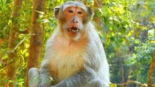 First time to see A chap cry what happen with him, he look very sad / Monkey Post