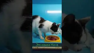 Кошка Нина очень добрая и ласковая.Если не найдем ей быстро дом то придется отпустить на улицу.СПб