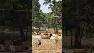 #safari #sixflags #sixflagsgreatadventure #nj #sixflagsamerica #safaripark #weekend  #makebasong