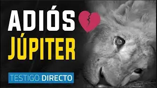 Júpiter murió desnutrido, deprimido y con cáncer... ¿quién es responsable? - Testigo Directo