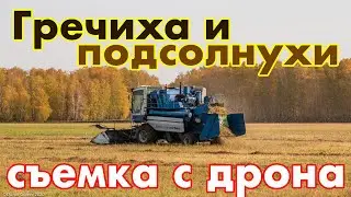 Комбайны убирают гречиху с высоты птичьего полета