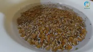 Dolichos lablab