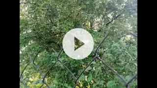 способ объединения пчелосемей без поиска матки