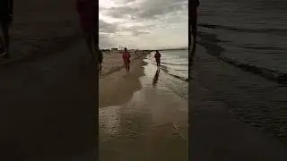 Розовые фламинго