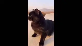 😍Cute animals | Милые животные😍
