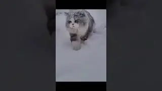 Забавные животные