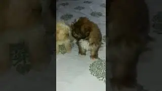 Cutes dogs  Cutest dog in the world - Cute dogs clips 2023 😍