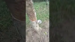 watwi o raber bwtwi bare fw# youtube # short# video# viral#
