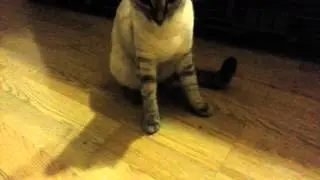 Кошка и мошка