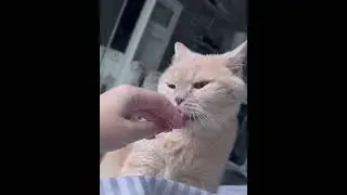 Кот с утра хочет есть 😂😘#котики