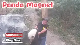 Nanny Mei, The Panda Magnet | iPanda