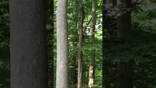 ŚMIESZNY SZOP POZUJE DO FILMU