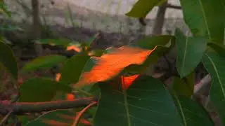 VIDEO ESTETIK ALAM | Cinematic alam indah | Sinematik alam keren | Nature