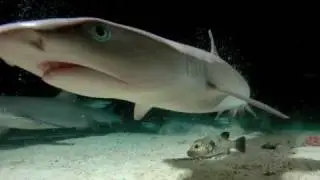 Blöder Hai und Kugelfisch fast Matsch gedrückt...