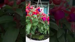 #гортензимания #дача  #сад