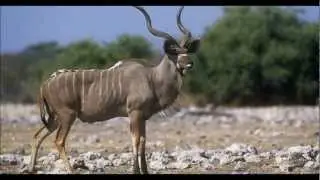 The Greater Kudu.wmv