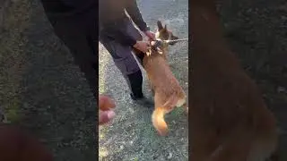 Chien voler partie 2 🐕. 