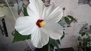 Комнатные цветы. И снова гибискус.