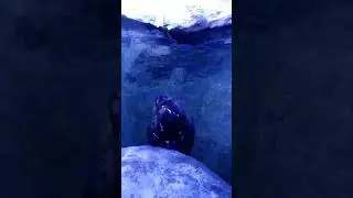 Тюленчик развлекает народ