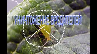 Серная шашка. Использование. Обработка теплицы.