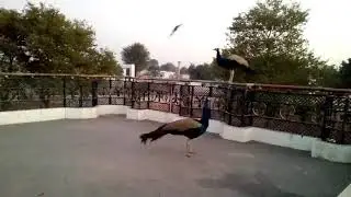 Peacock flying
