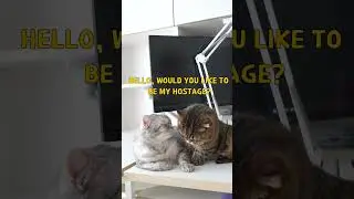 Crazy Cat LuLu Refuses to Let His Hooman Work