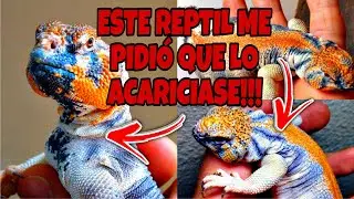 SABEIS cual es la BOA mas GRANDE del MUNDO? LAGARTO pidiendo CARIÑO? SABEIS que es MUDA PREPUESTA?🐍🦎
