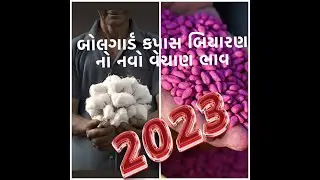 શું રહેશે ૨૦૨૩માં સરકારમાન્ય બોલગાર્ડ કપાસ બિયારણનો વેચાણ ભાવ