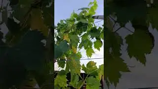ГФ винограда Румын.