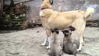 Kangal DONA 3 !