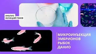 Микроинъекция эмбрионов рыбок данио