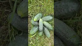 Огурцы #саддача