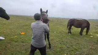Подкормка лошадей перед злым Жеребцом