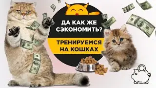 7 Способов Экономить На Содержании КОШЕК || Приучите Кошку К Унитазу!