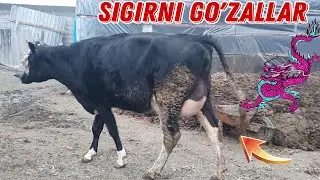 Sigirni Go'zallari Suti kop